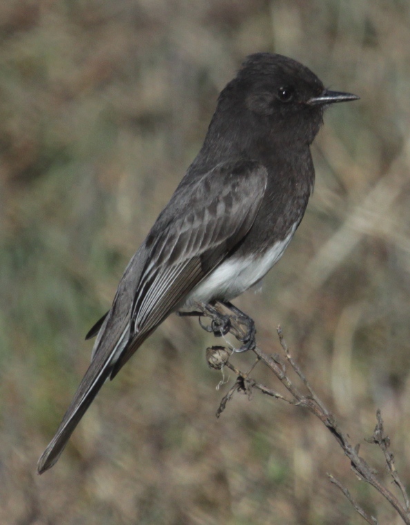 baylands